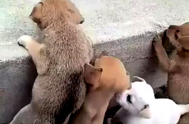 灏忕嫍鐙椾笂涓嶆潵妤兼,灏忕嫍鐙椾笂涓嶅幓鍙伴樁