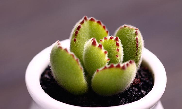 熊童子养好了会怎样,熊童子怎么养好活