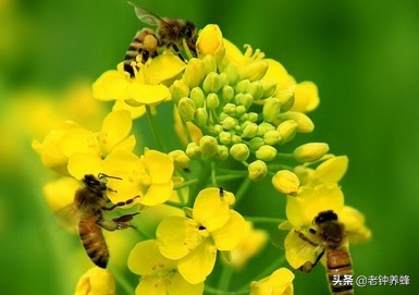 蜜蜂采集蜂蜜的全过程,蜜蜂采集蜂蜜的整个过程