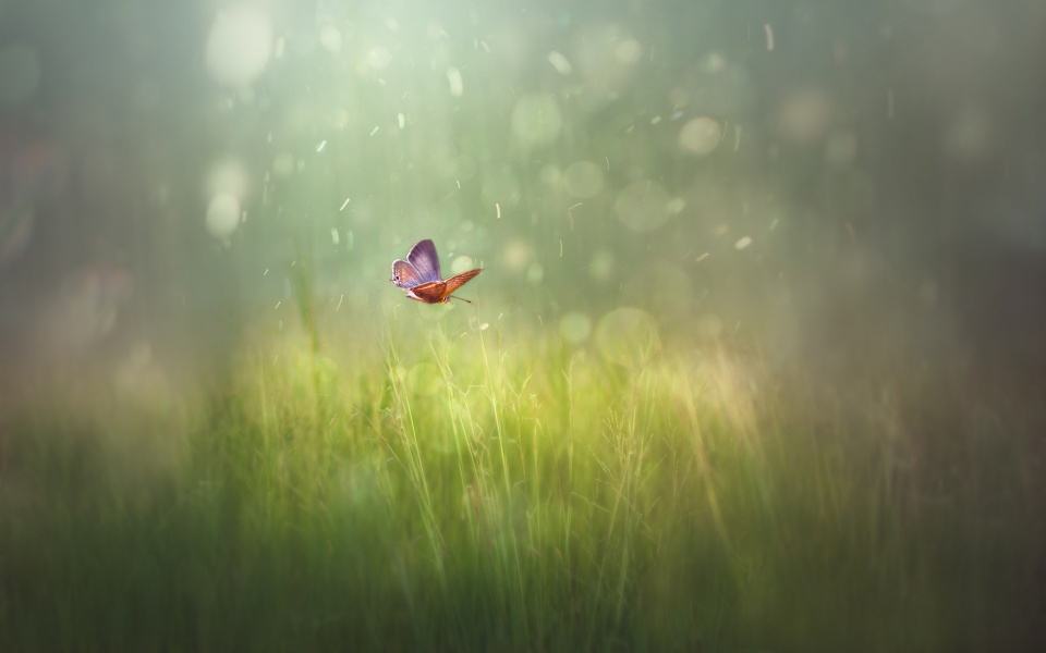 余光中诗歌鉴赏,品鉴余光中乡愁