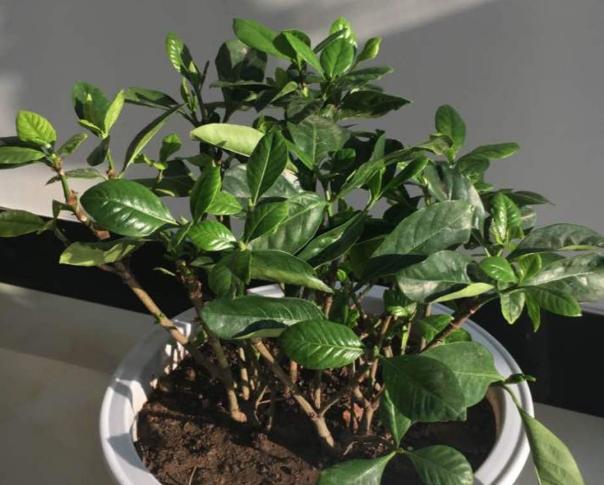 栀子花的花苞打不开就落了,栀子花的花苞不开叶子变黄