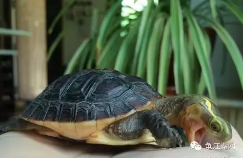 如何养殖水龟,如何合法饲养半水龟