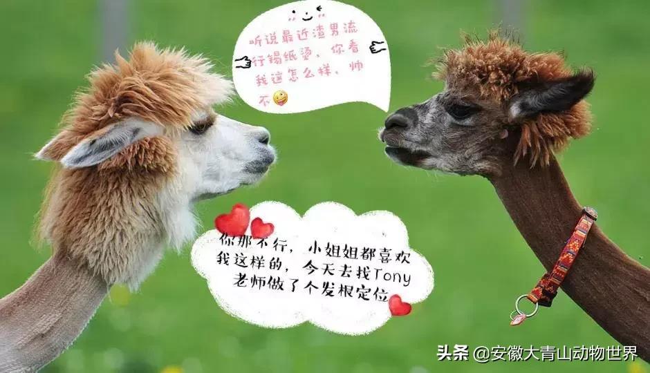 萌萌分不清楚?谁才是真正的神兽“草尼玛”