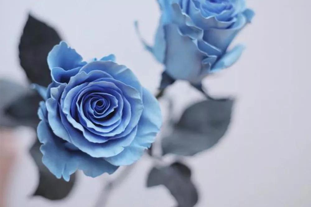 花店必备的5款玫瑰,鲜花图鉴一次性认识30种玫瑰花