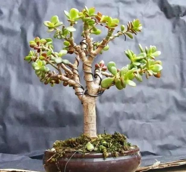 玉树的叶子发软怎么解决,玉树枝干和叶片发软了可以修剪吗