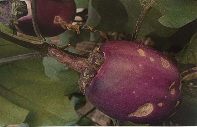 茄子畸形怎么办,茄子弯果多畸形果多的原因是什么