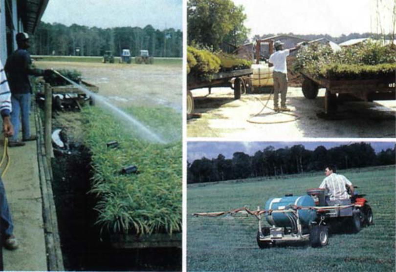 红火蚁一般生存在哪些地方呢,红火蚁可以在哪里生存