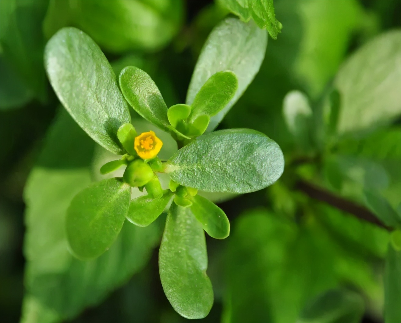 毛戈平养肤黑霜好用吗,好用养肤类护肤品