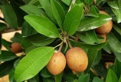 四季应季水果蔬菜,一年四季的时令蔬菜水果