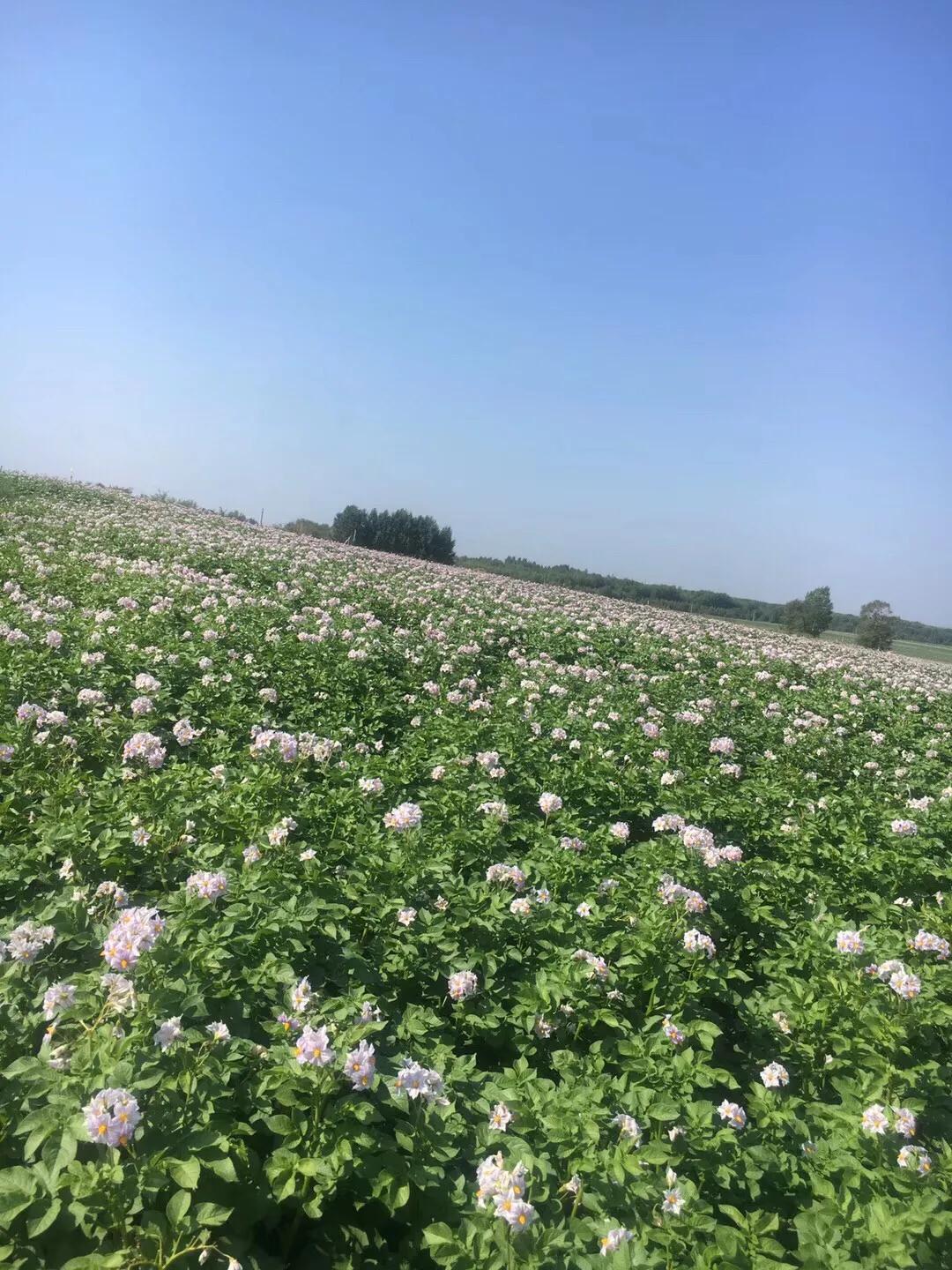 张北天路乌兰布统攻略,天津张北草原天路自驾游攻略