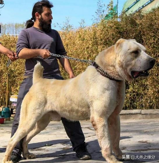 狼族的四种猛犬,能打败狼的四种猛犬