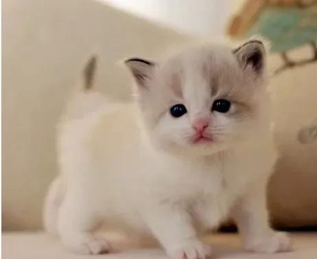 如果不给猫做绝育一辈子能生几窝,到底有没有必要给猫咪绝育