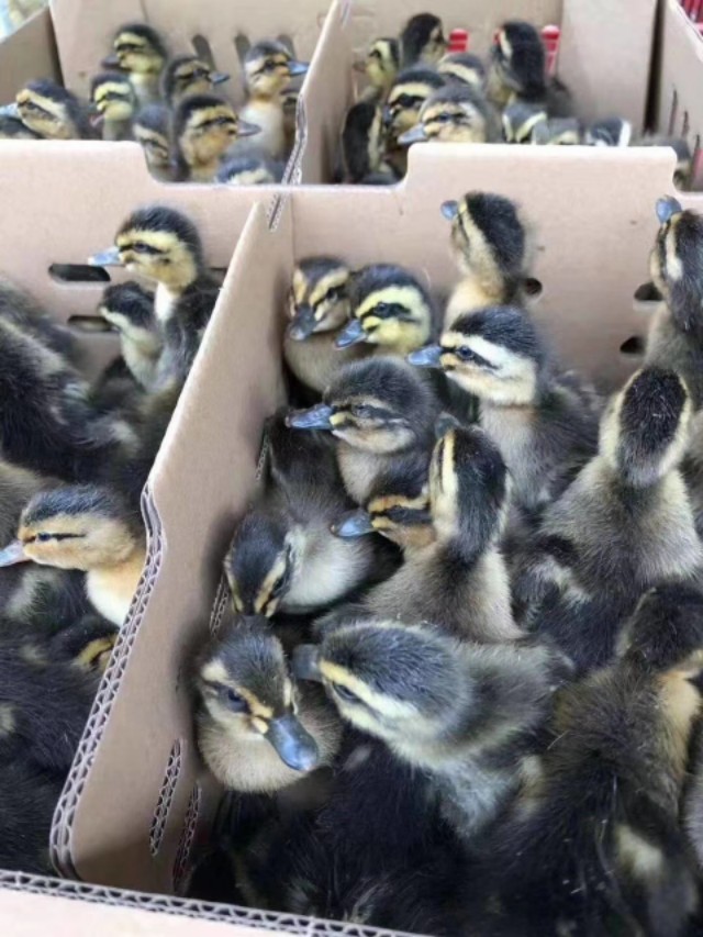 养鹅的注意事项和管理,养鹅全程预防方案