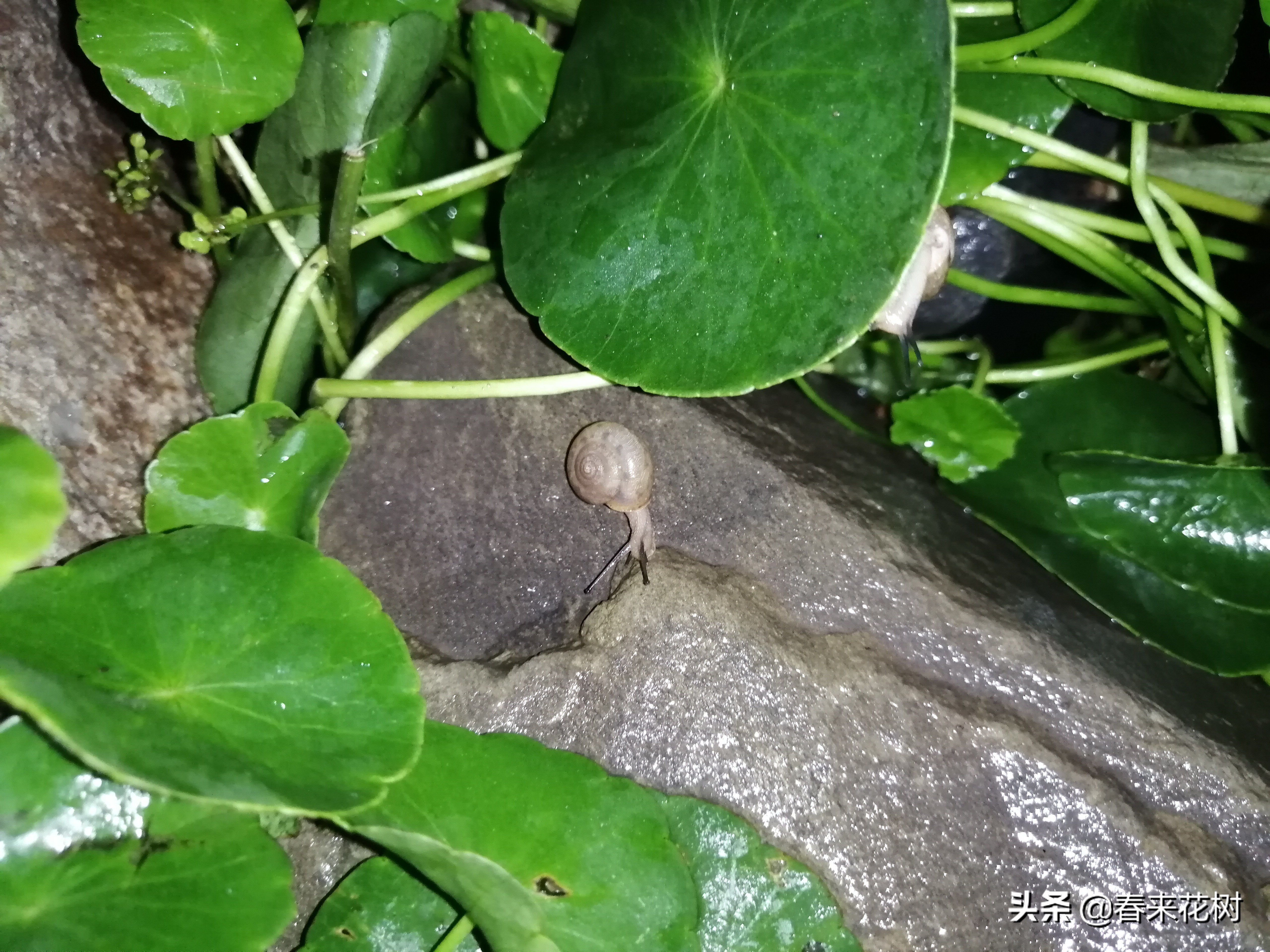 爱养花的坏处,养花防小蜗牛的方法有哪些