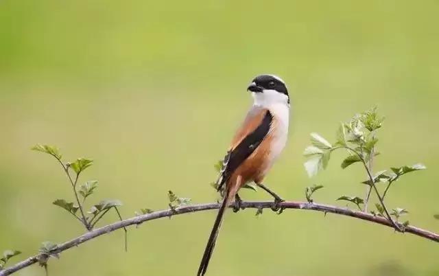 伯劳鸟饲养,没睁眼的伯劳怎样饲养