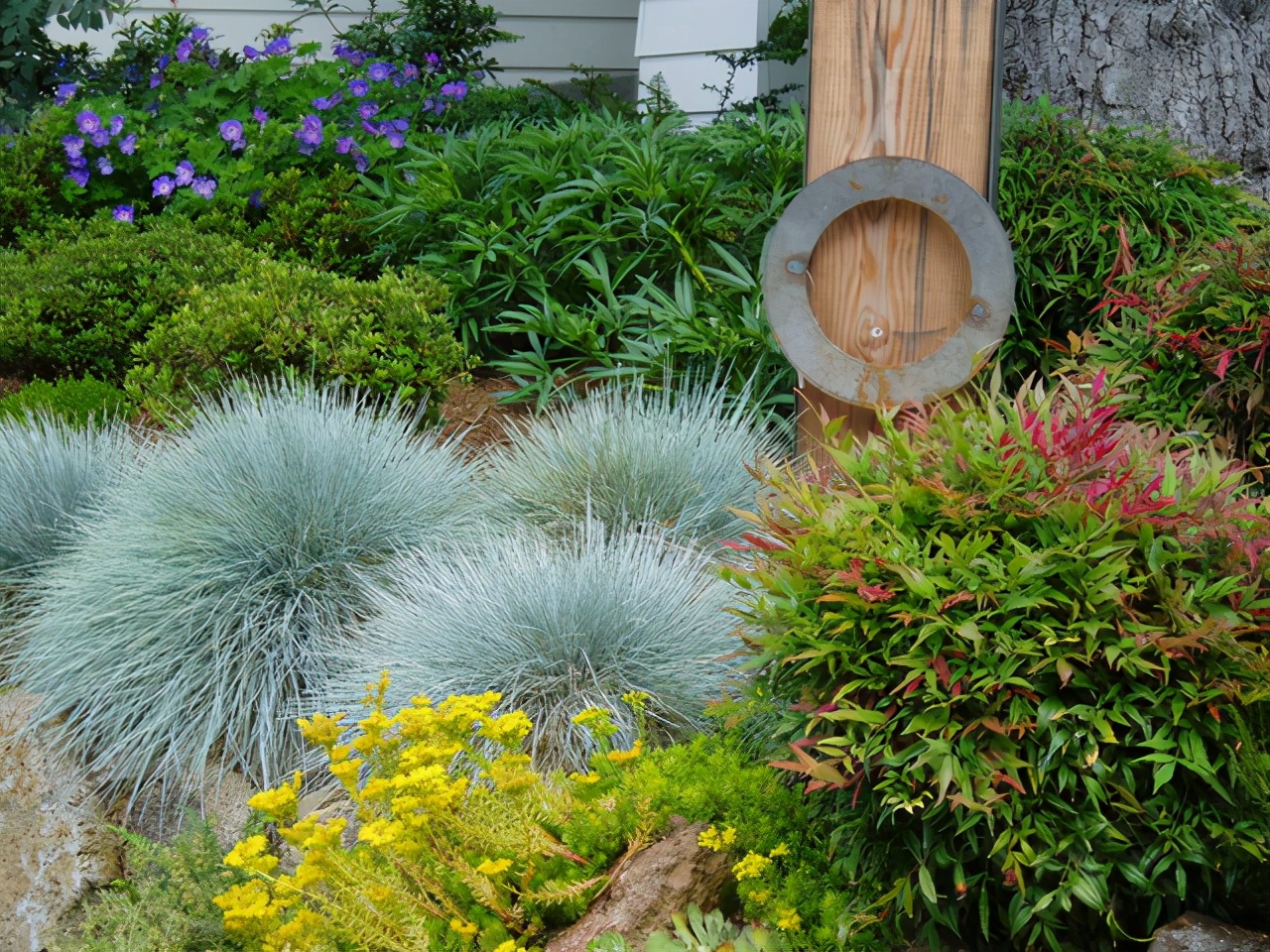 无需打理养护的庭院植物,懒人花园养什么植物好看