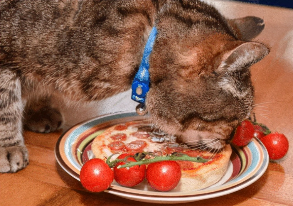 养猫日记:猫伤口化脓处理怎么办