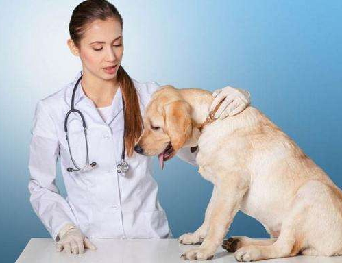 比熊每天尿特别多,比熊乱拉尿怎么办