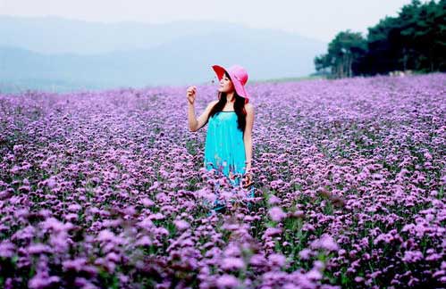 上海衣草公园迎来衣草盛花期,赏花季节不要错过薰衣草