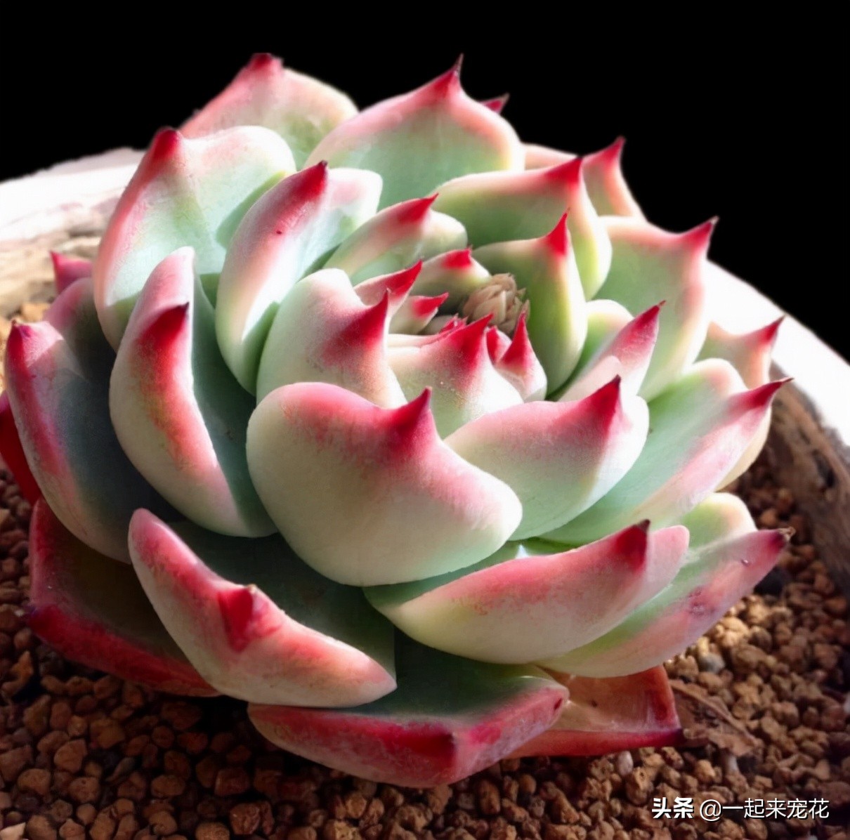 吉娃娃多肉冬天养护方法,吉娃娃类多肉怎么爆盆