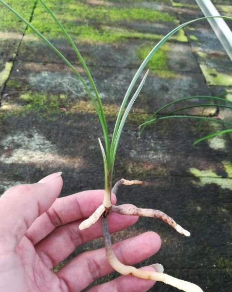 龙头带花苞的单苗兰花,兰花弱苗带花苞