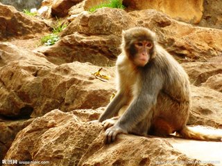 庄子人间世寓言全文,庄子人间世告诉我们什么