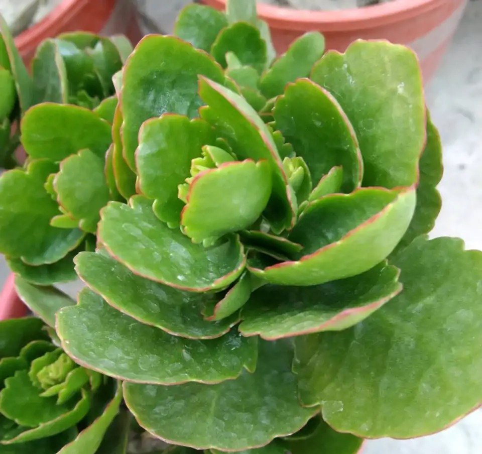 长寿花叶子发软是什么原因引起的,长寿花叶子发软怎么回事