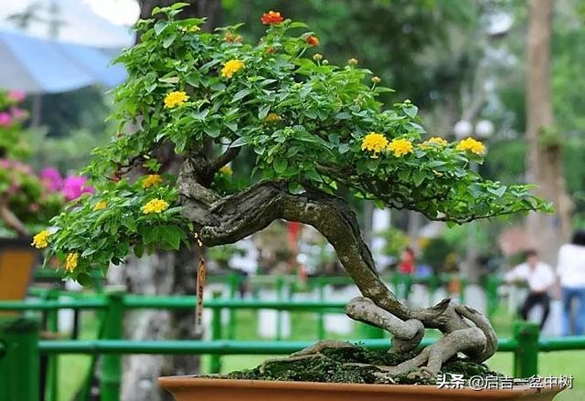 盆景对应季节,昼夜温差大对盆景有什么影响