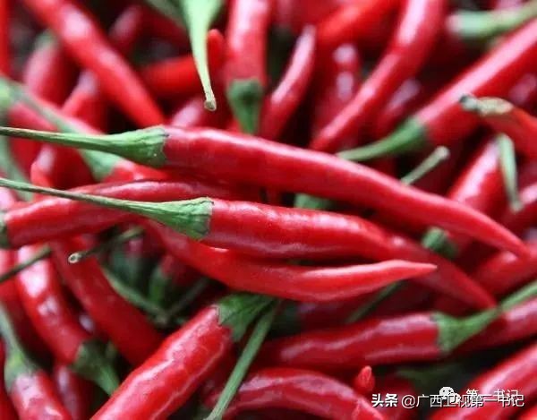 广西天等指天椒出名,广西天等指天辣椒种植