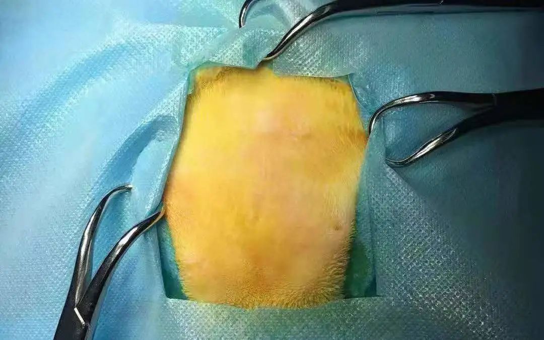 猫咪额头鼓起来软软的怎么回事,猫咪额头红怎么回事