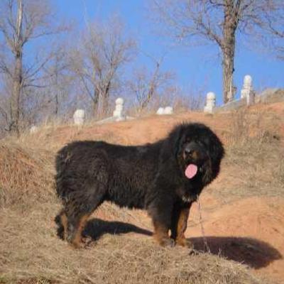 藏獒狂吠叫声,藏獒听到狗吠声疯狂了