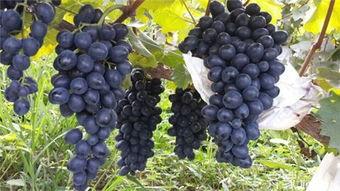 摩尔多瓦好吃吗,摩尔多瓦重要吗