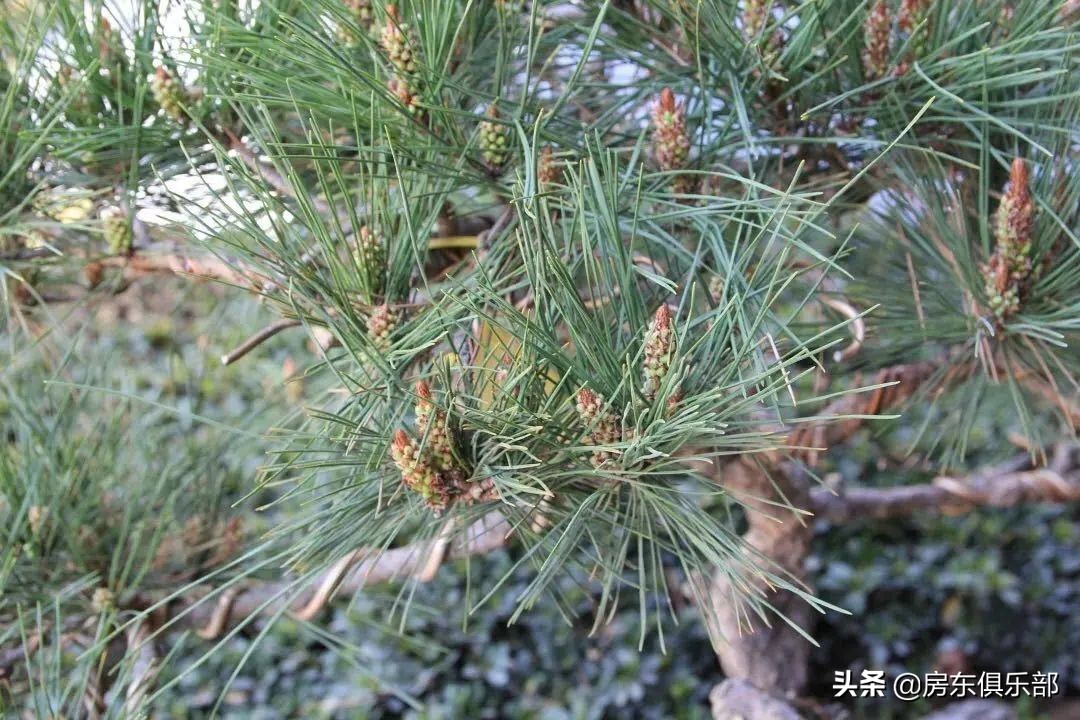 郑州豪宅地图,郑州楼市豪宅排名前十