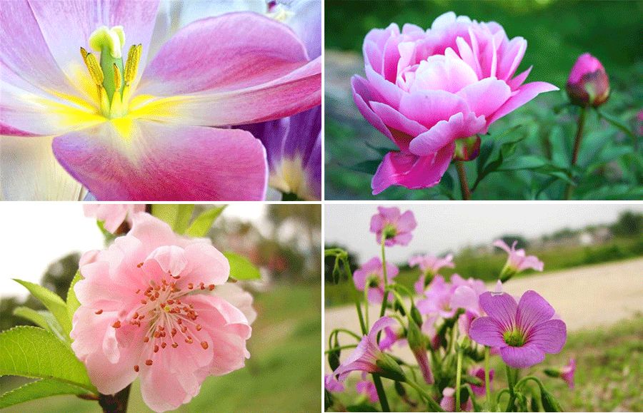 用油画棒刮刀画花朵,用油画棒画花朵教程简单立体