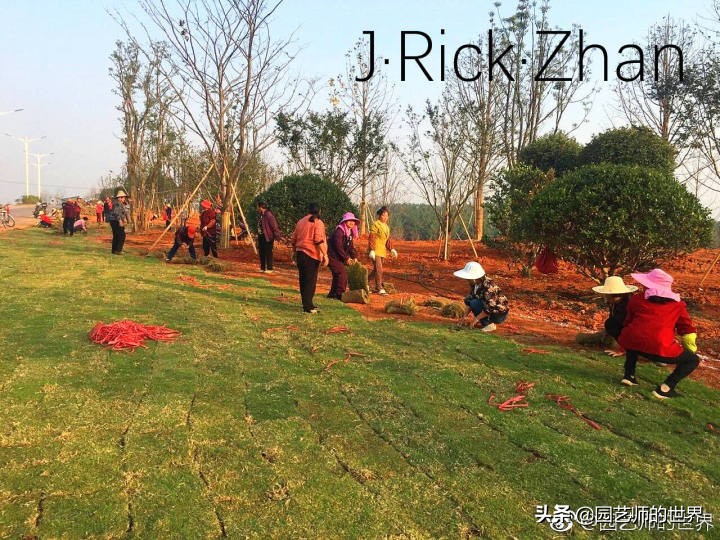 适合北方庭院种植的低矮草坪,家庭庭院怎样混搭种植草坪和蔬菜