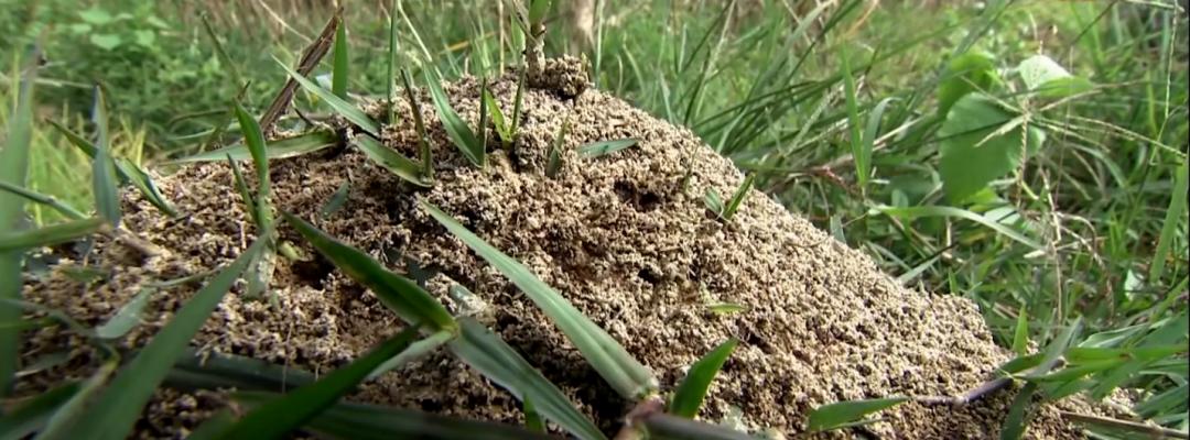 很毒！碰到这种小土堆躲远点