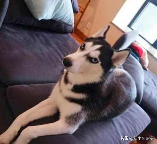 花500块买纯种哈士奇，对方却多送个平底锅？第二天才知道原因