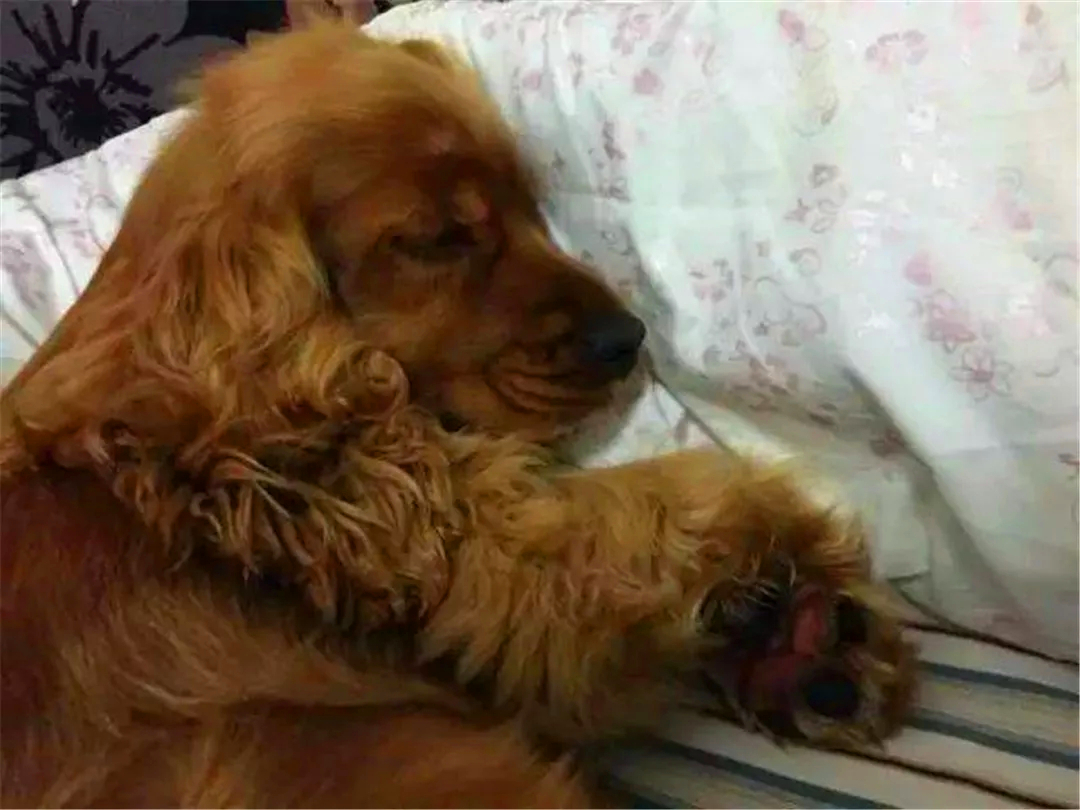 狗狗误舔了除菌液,狗狗不小心舔到84消毒液