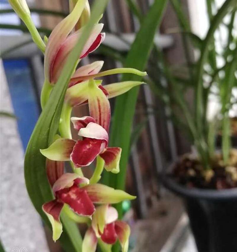 传统铭品与下山兰的选择与培育