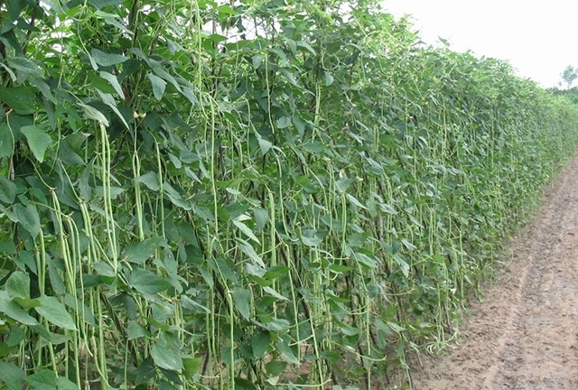 豆角落花落果最好的解决方法,豆角落花果怎么处理