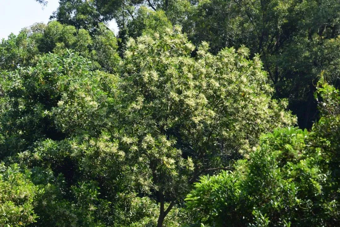 深圳原始登山道视频,深圳首个手工木栈道