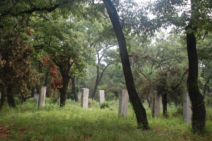 孔林是最大的氏族墓地吗,孔林最大墓葬群