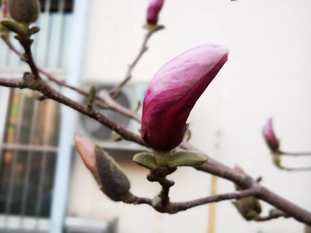 解读中药辛夷,走近中药介绍一款药茶或药酒