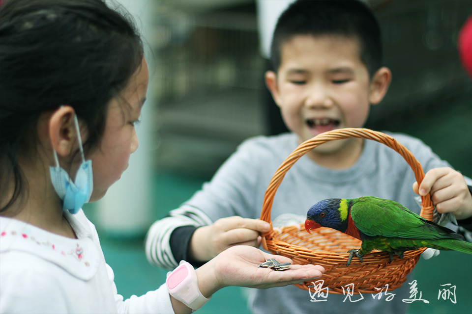 百万葵园有多坑,百万葵园免门票