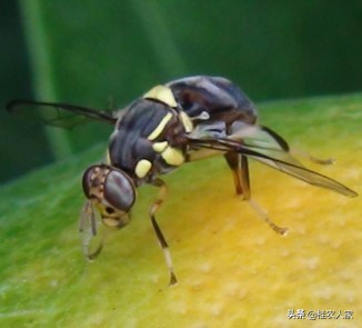 果实蝇诱捕剂越诱越多,实蝇诱捕器用什么药
