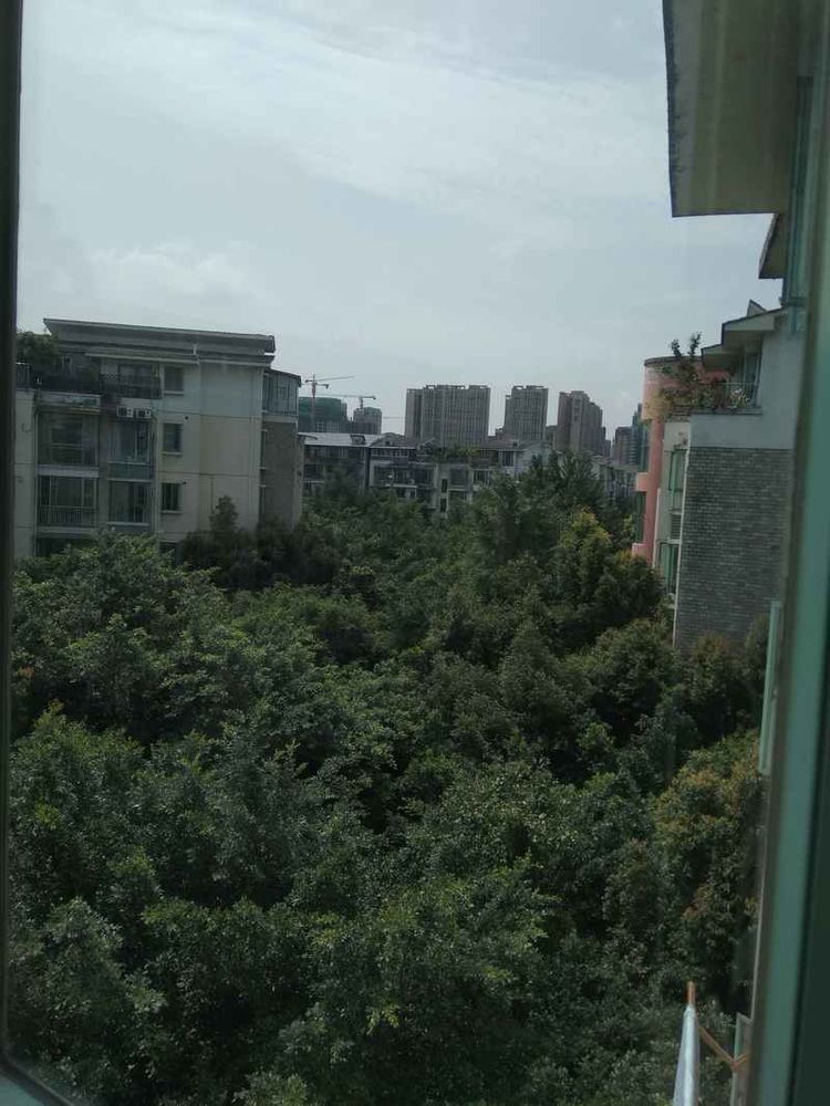 成都网友投诉怡丰新城小区榕树成灾危及行人，高新管委会回应