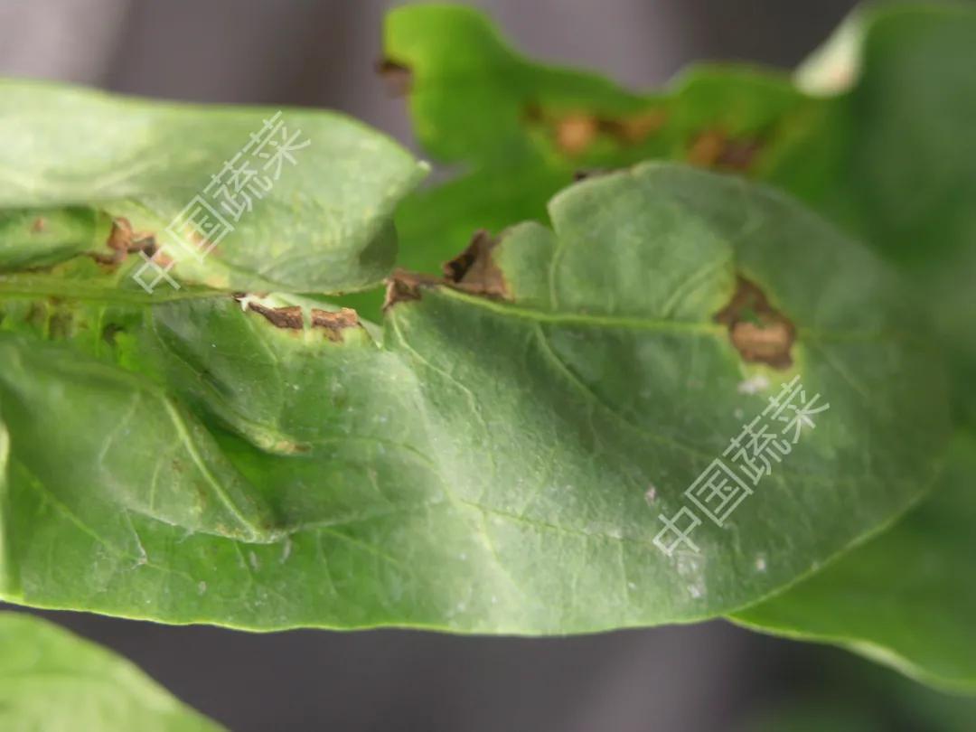 叶片疮痂病,辣椒叶片病害图片与防治措施
