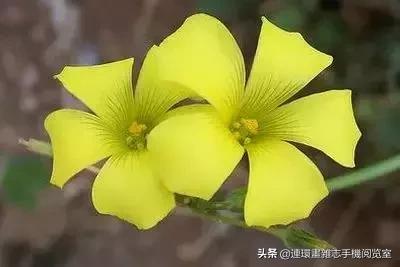 各种花的花语文案,花的花语100种