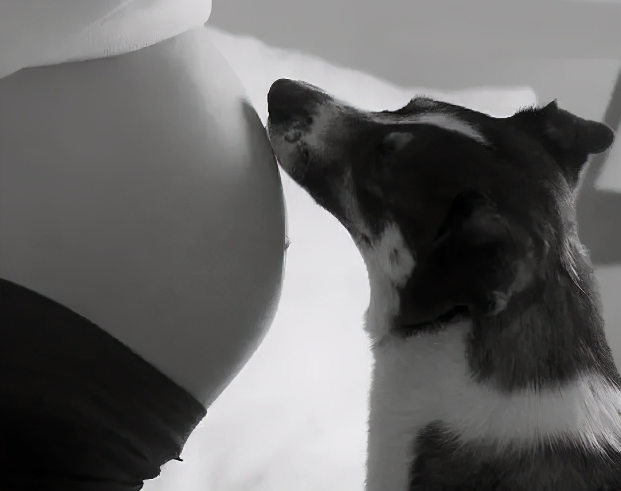 狗狗能感觉到孕妇怀孕了吗,狗狗能感受主人怀孕吗