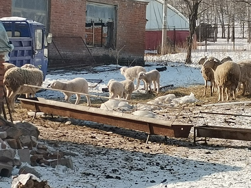 怎样给母羊接生,如何让母羊产母羔